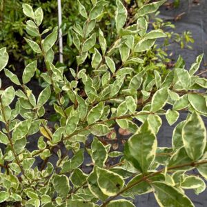 Ligustrina Variegada