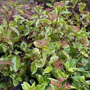 Laurentina Variegada