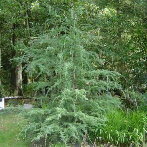 alerce arbol
