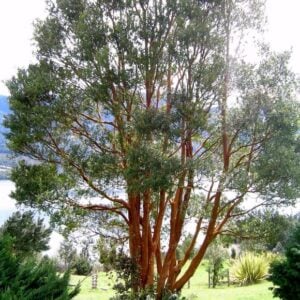 Arrayán arbol
