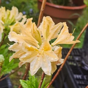 AZALEA MOLLI AMARILLA