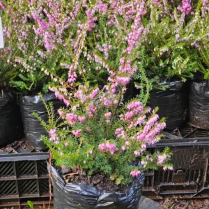 Erica Invierno Rosada