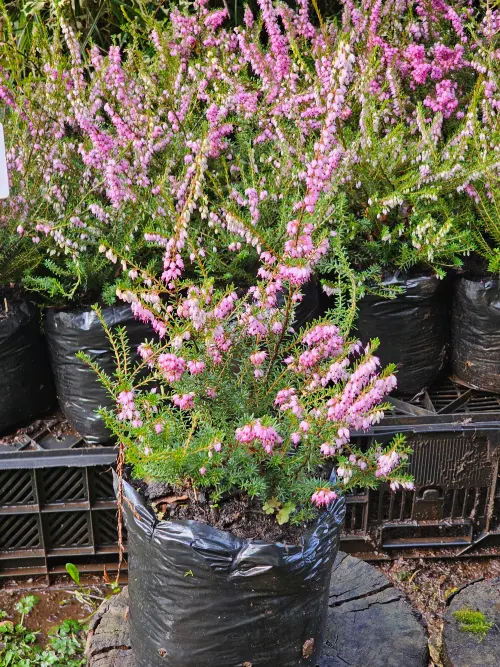 Erica Invierno Rosada