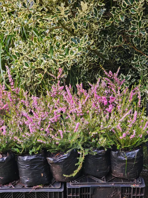 Erica Invierno Rosada - Imagen 2
