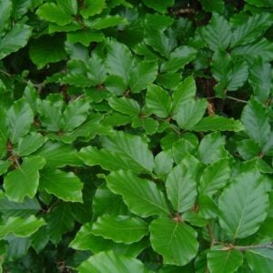 Haya verde