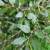 coigue o coihue