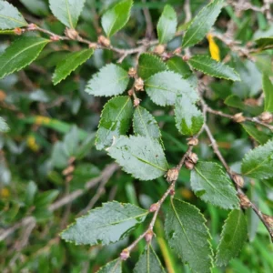 coigue o coihue