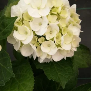 Hydrangea macrophylla hortensia blanca