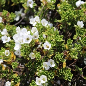 Veronica Macrantha