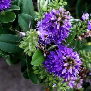 Verónica Speciosa