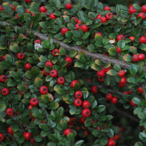 Cotoneaster Horizontal