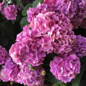Hortensia Rosada Fuerte