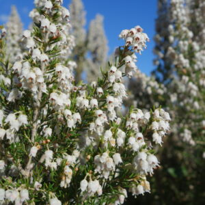 Erica Arbórea o Brezo Blanco