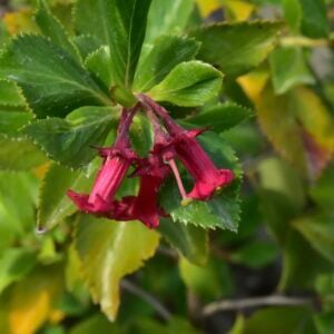 Escalonia roja