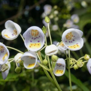 Capachito Blanco