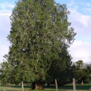 Laurel