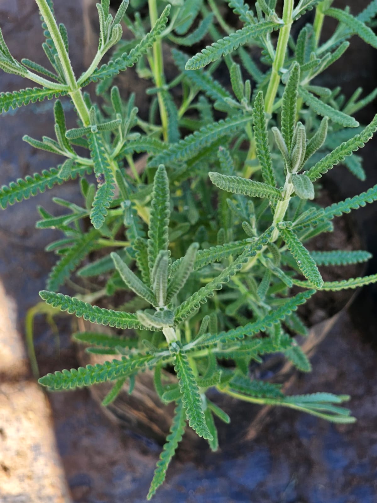 Lavanda Francesa - Imagen 2