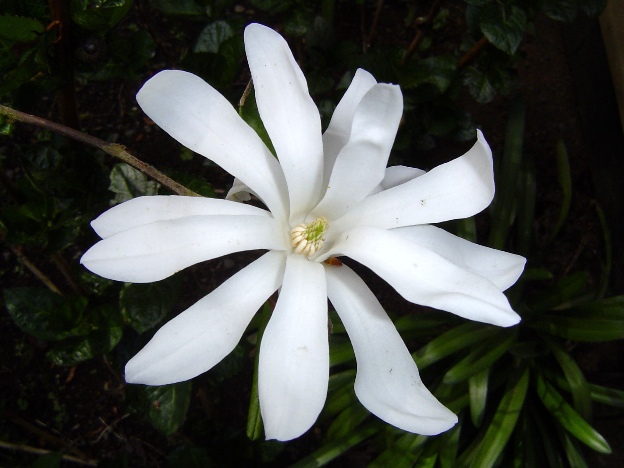 Vivero Pilmaiquen, Todo lo que necesita para su jardín, Magnolia Estrella  blanco - Vivero Pilmaiquen