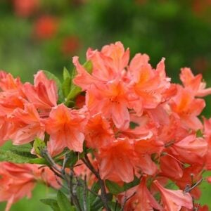 azalea mollis naranja
