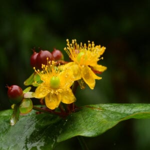 adrosemo flor y fruto