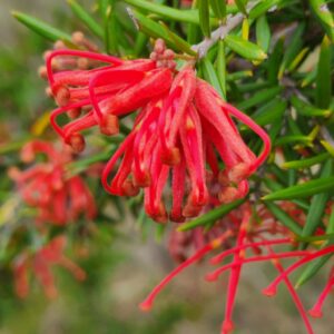 Grevillea Juniperiana
