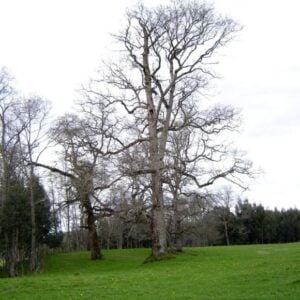 ROBLE
