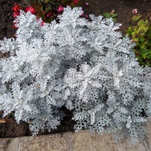 Cineraria Marítima