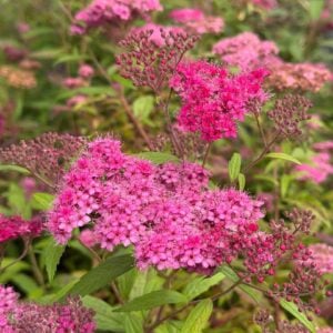 SPIREA BUMALDA FUCSIA