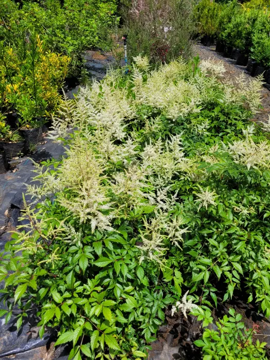 ASTILBE O ESPUMA DE MAR BLANCA - Imagen 2