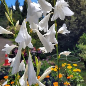 Watsonia Blanca