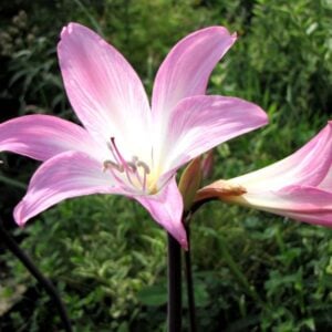 Amarilis o Azucena rosa
