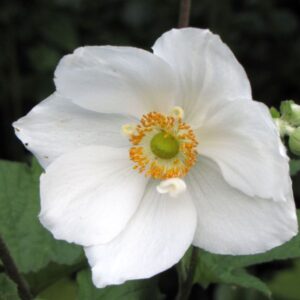 anémona blanca flor