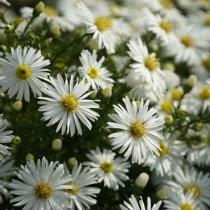 Aster blanco alto flor