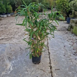 bambu