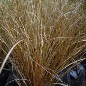 Carex bronce