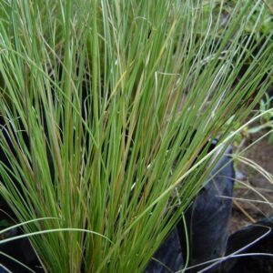 Carex verde