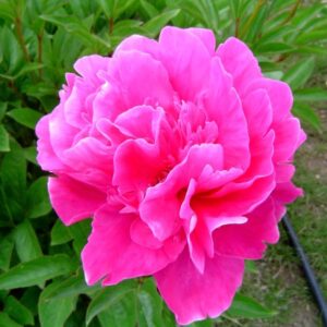 Peonia Karl Rosse