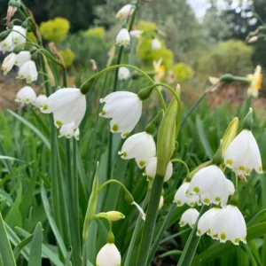 Leucojum Blanco o copo de nieve