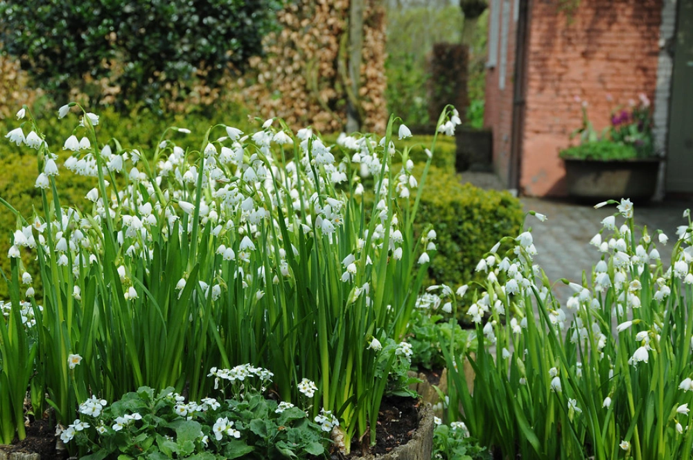 LEUCOJUM BLANCO - Imagen 2