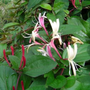 Madreselva o Lonicera