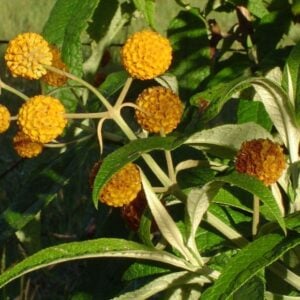 matico hoja