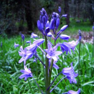 Narciso Azul