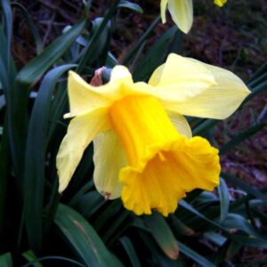 Narcisos Amarillo Simple