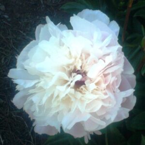 Peonia Pecher