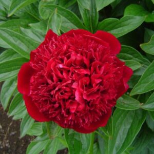 Peonia Red Charm