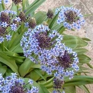 Scilla azul o Jacinto del Perú