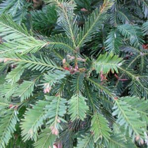Sequoia