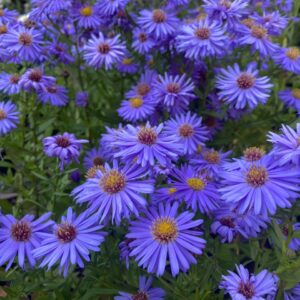 aster azul bajo flor