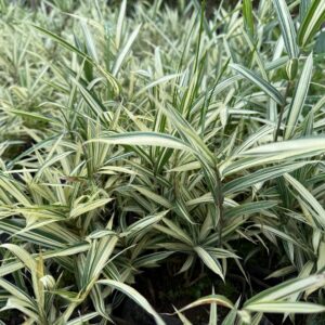 Bambu Variegado Enano
