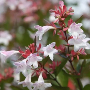 Abelia arbustiva